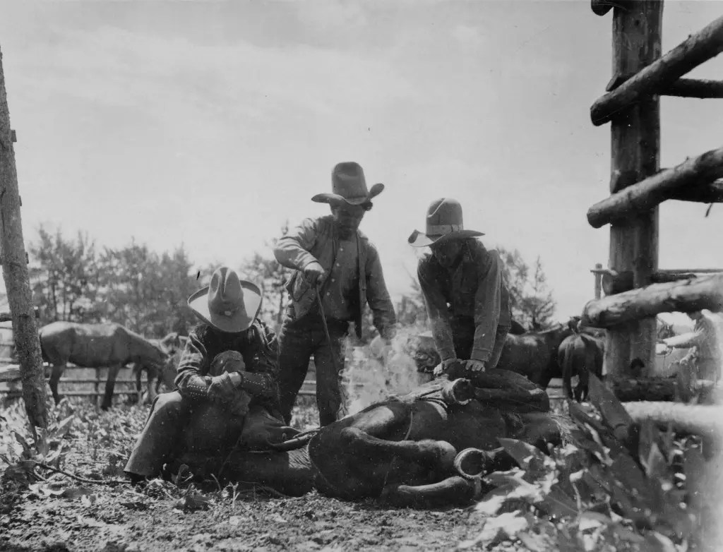 Dudes Branding a Horse. Collection of History Jackson Hole.