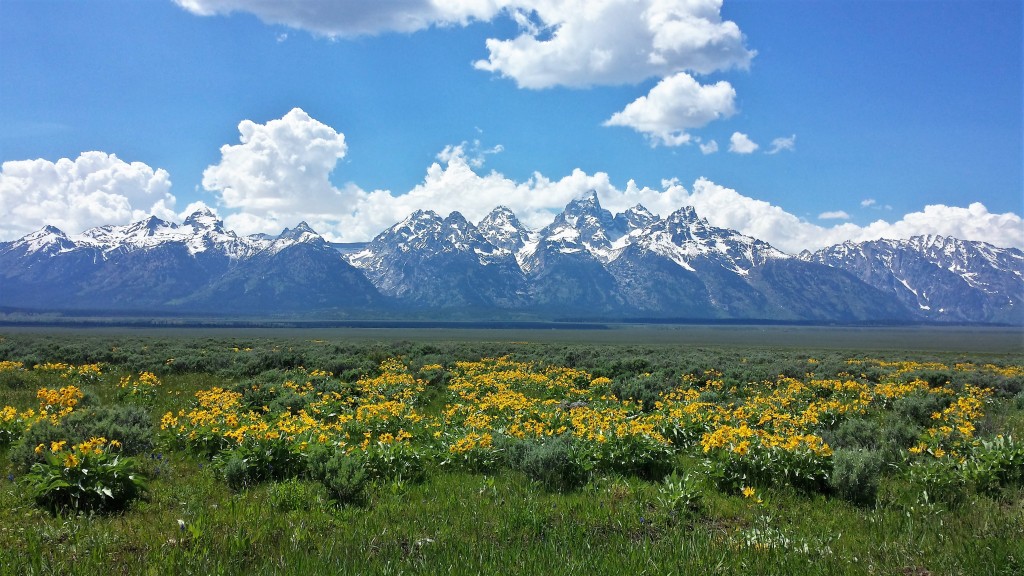 Tetons rising above the valley floor. Photo by Samantha Ford