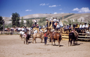 16 Rodeo Competitive