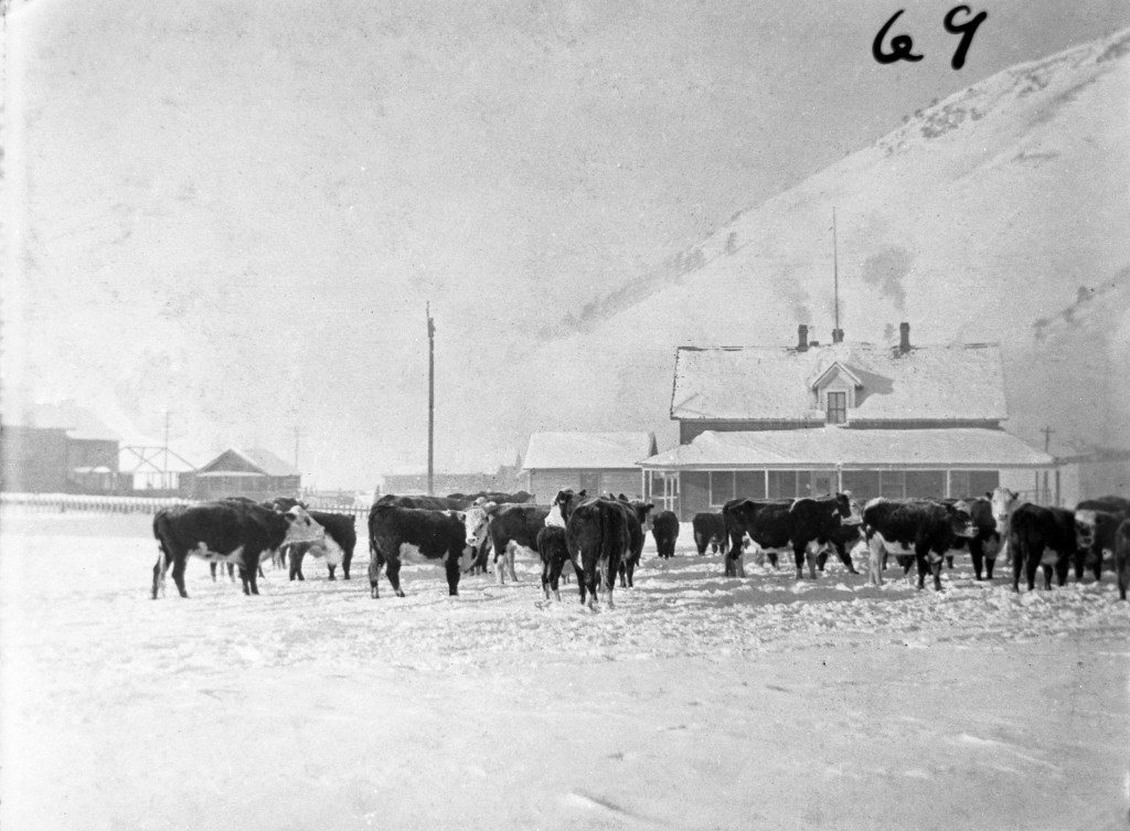 Cattle on the Jackson Town Square. Collection of History Jackson Hole.