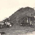 Chester Simpson with sleigh of hay and hungry elk on the National Elk Refuge. #BC.0340