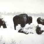 Bison in winter. #1991.4025.001