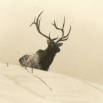 Bull elk in snow, pre-1940. Photographed by Al Austin #1999.0015.001
