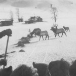 Feeding elk from sleigh. #1994.6034.001