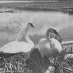 Trumpeter swans. #1958.1486.001.