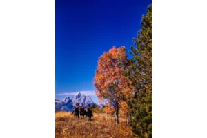 Three riders in front of the Teton Range in the Fall. Image © Estate of Orson L. Arvin