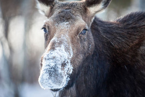 Wyoming Moose in the Winter